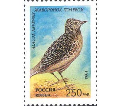  5 почтовых марок «Певчие птицы России» 1995, фото 2 