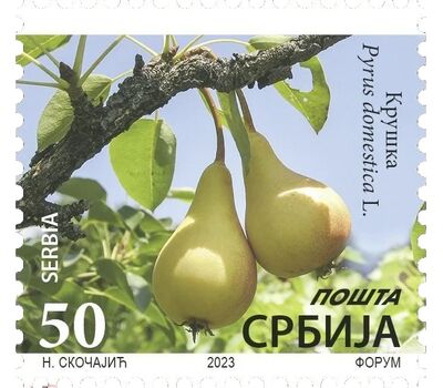  Почтовая марка «Стандарт. Флора. Груша» Сербия 2023, фото 1 