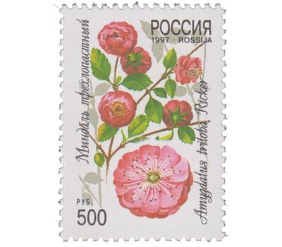  5 почтовых марок «Декоративные кустарники России» 1997, фото 4 