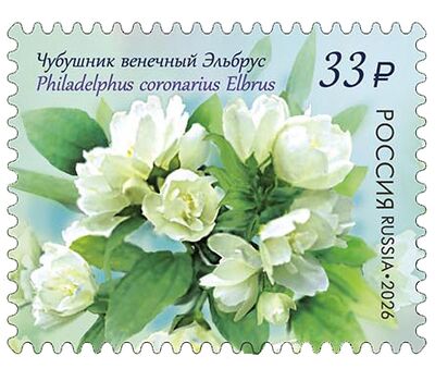  4 почтовые марки «Флора России. Декоративные кустарники» 2026, фото 3 