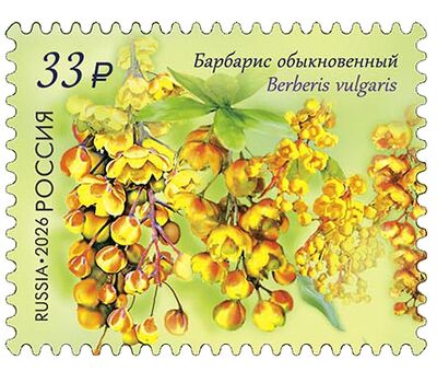  4 почтовые марки «Флора России. Декоративные кустарники» 2026, фото 4 